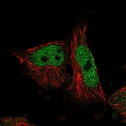 Glutaredoxin 2 Antibody, Novus Biologicals:Antibodies:Primary Antibodies